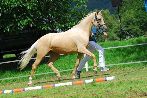 dr mcd golden surprise v. genesis mawe f07 0367