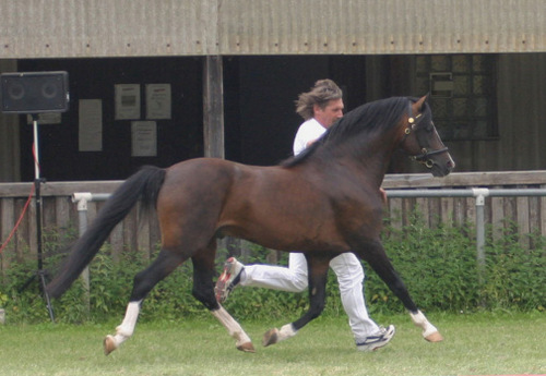 t hogelands ferdinand