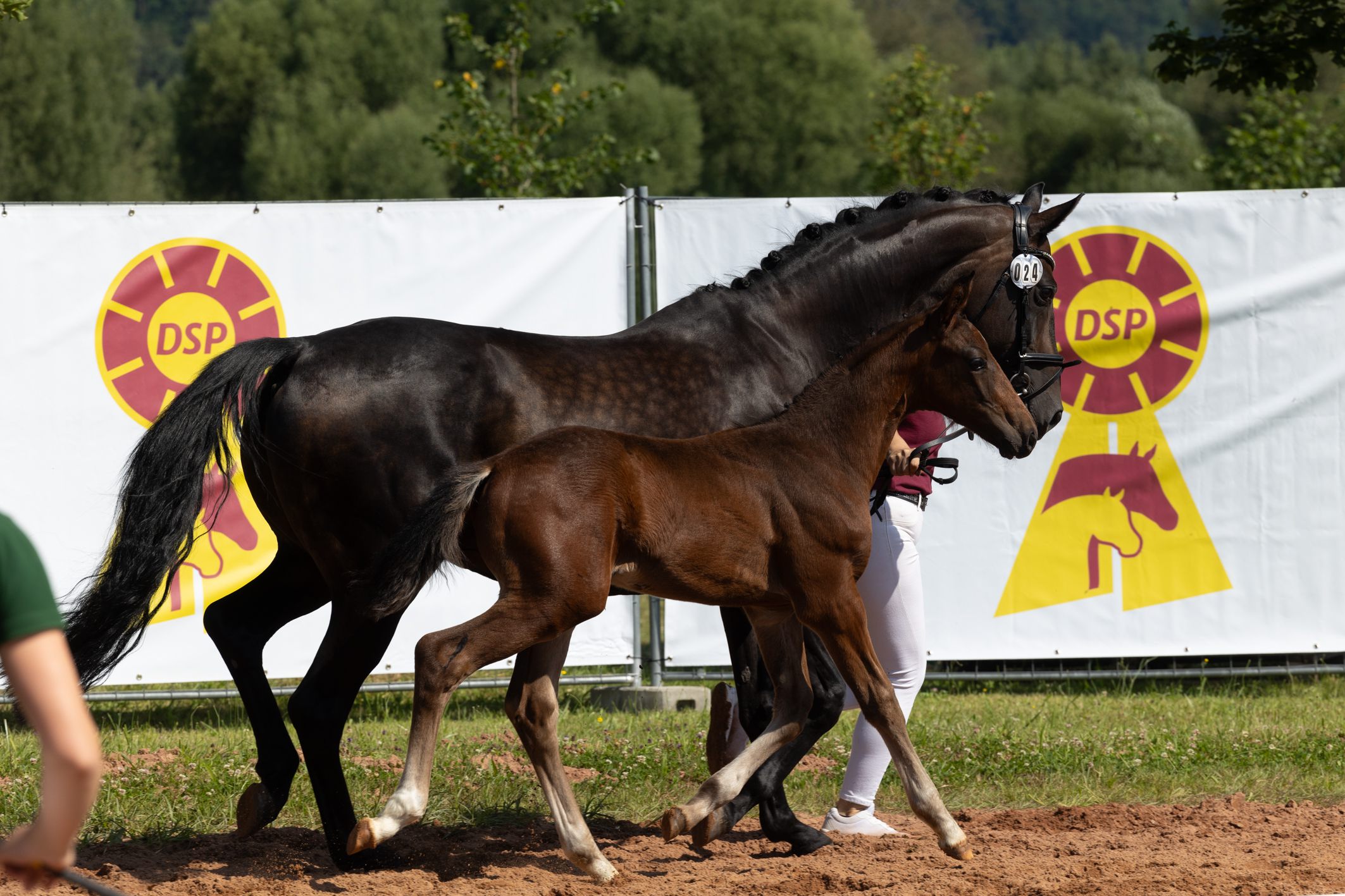 Siegerstute ltere Warmblutklassen StPr A Tip Toi