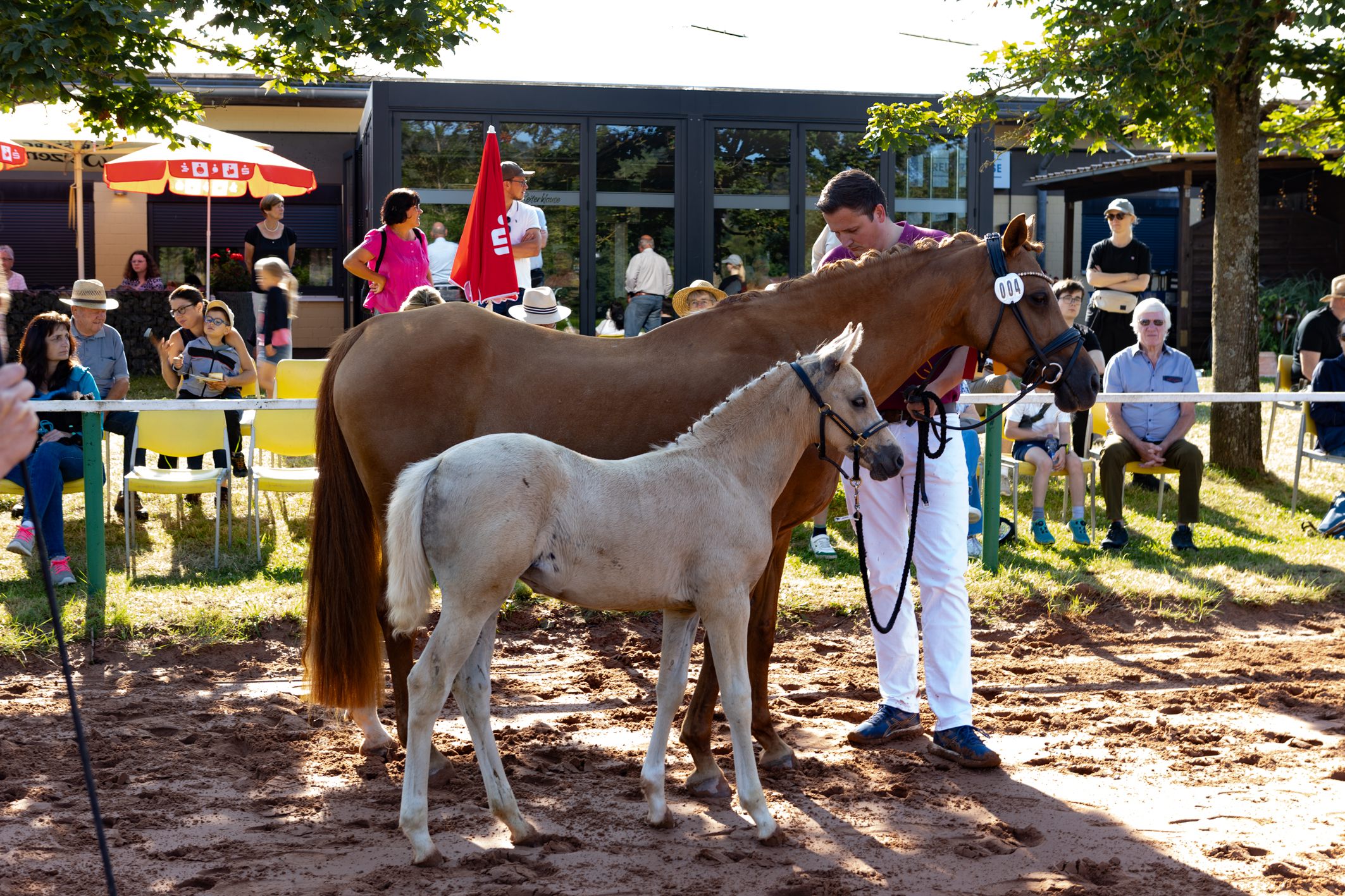 Staatsprmienstute Evita mit Siegerfohlen Pony