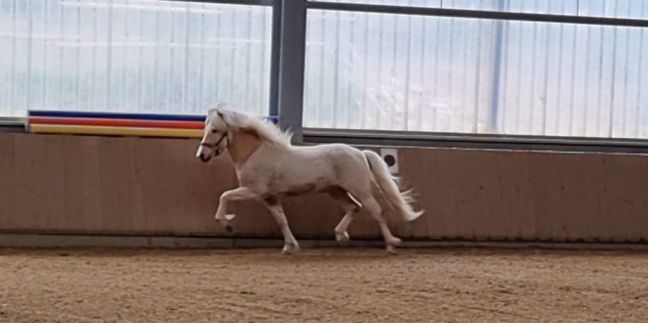 Drafnar frá Stykkishólmi von Michel Becker, Rorodt